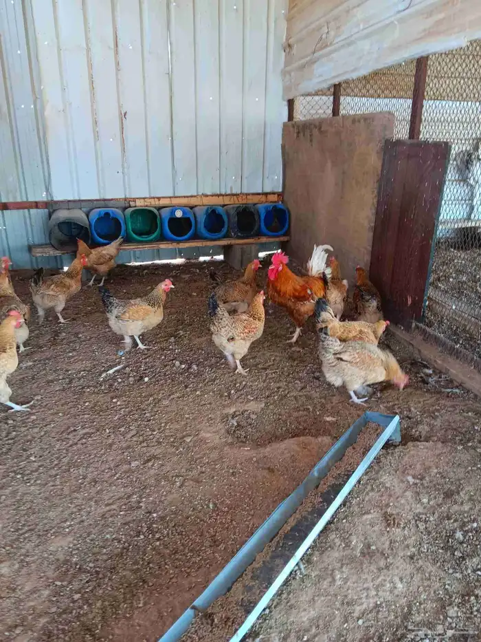 دجاج تركي جروم فاخره 1