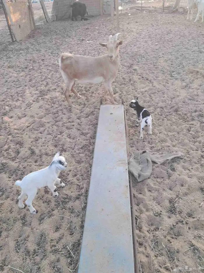 عنز جنوبية وعيالها مهجنات من قزمي 0