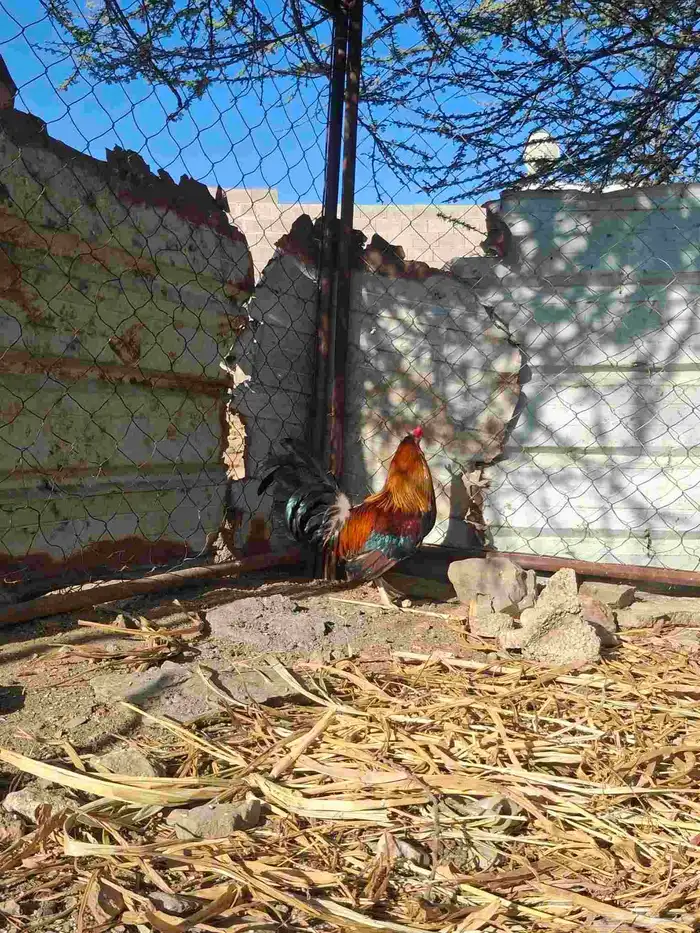 ديك عربي أفرق 2