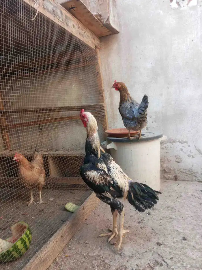 ديك باكستاني للبيع 1