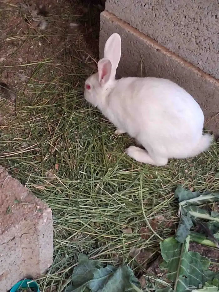 بيع ارانب وحمام 3