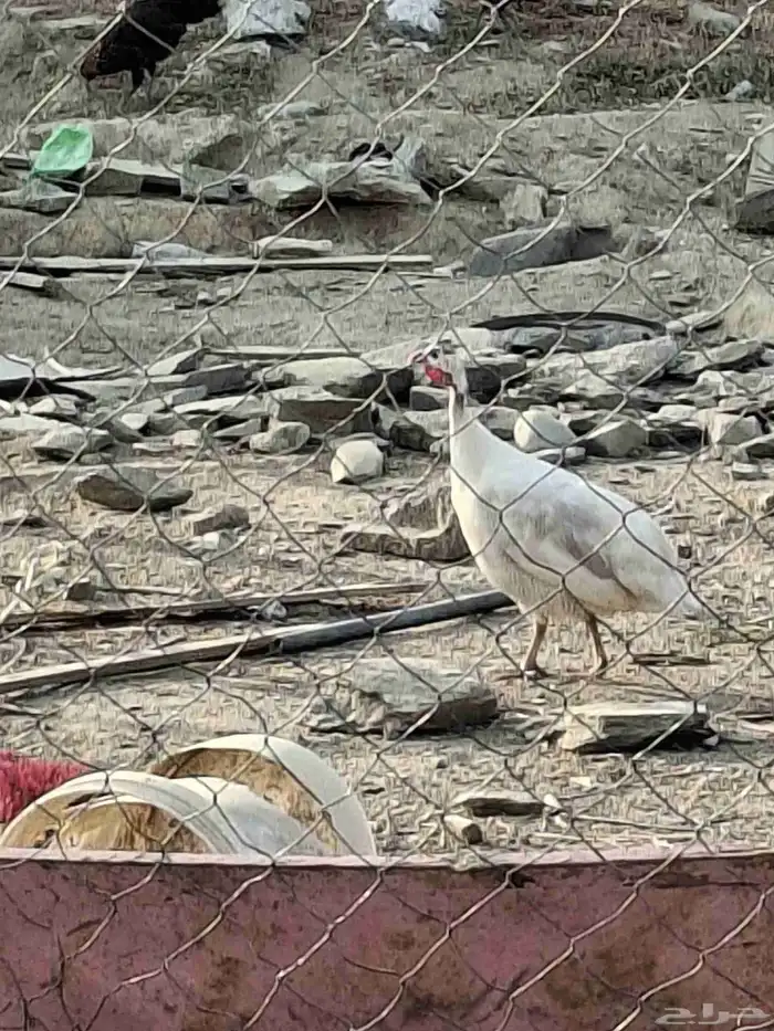 للبيع دجاج حبشي 2