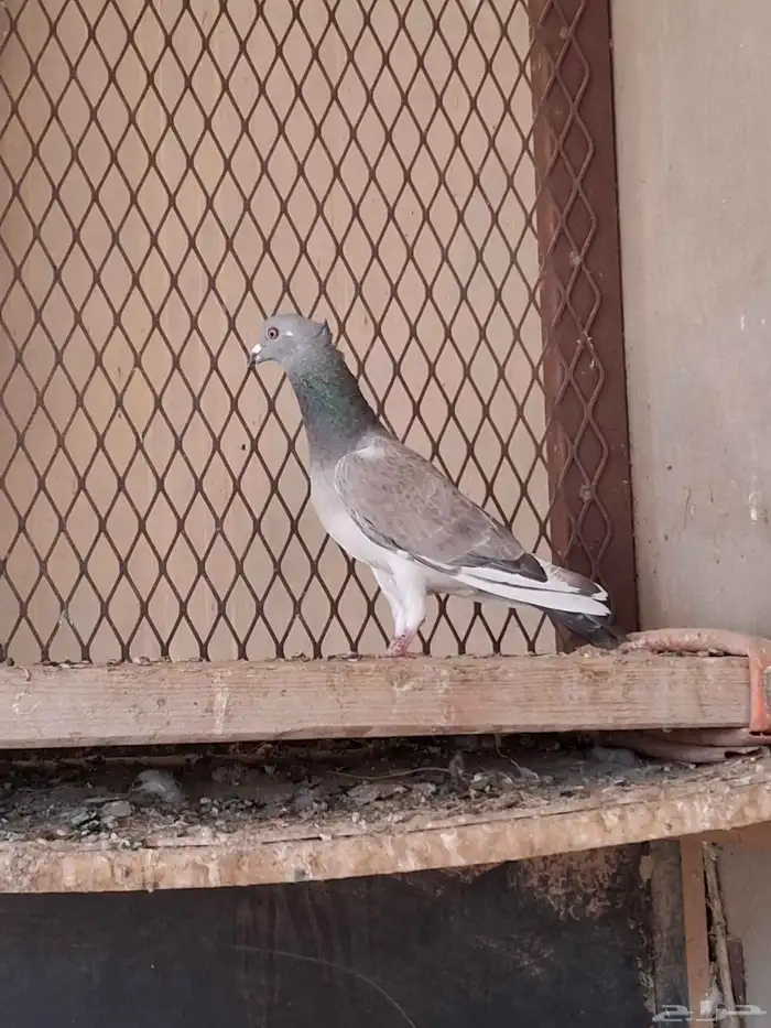 بيع ارانب وحمام 7