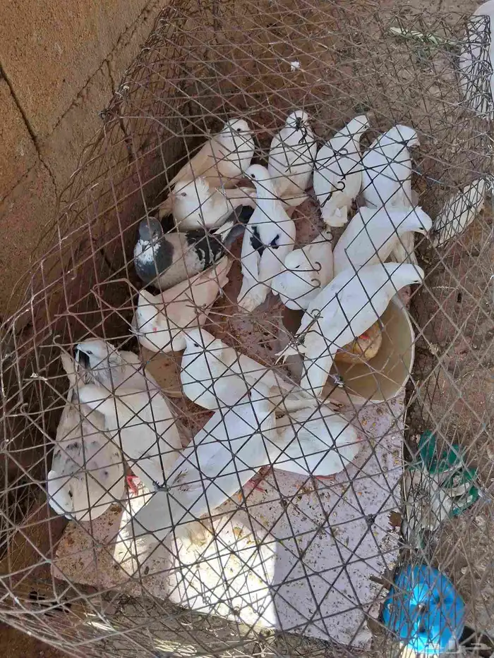 بيع ارانب وحمام 5