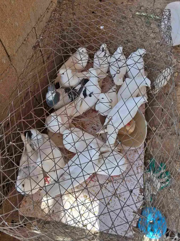 بيع ارانب وحمام 6