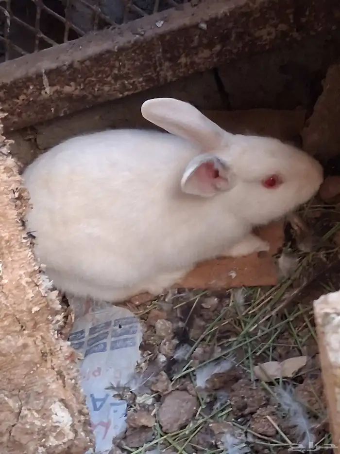 بيع ارانب وحمام 2