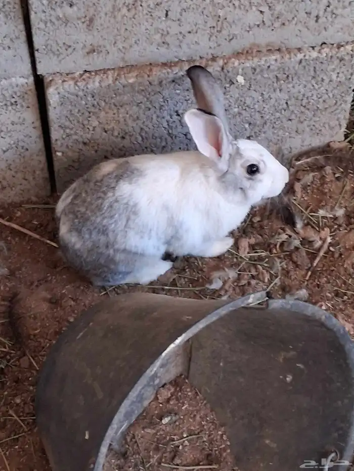 بيع ارانب وحمام 4