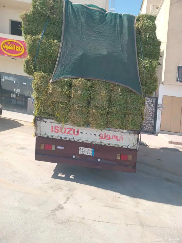 الرياض. برسيم. صافي. العدد. 250. حبه. البرسيم. ناعم. الشد. 8 0