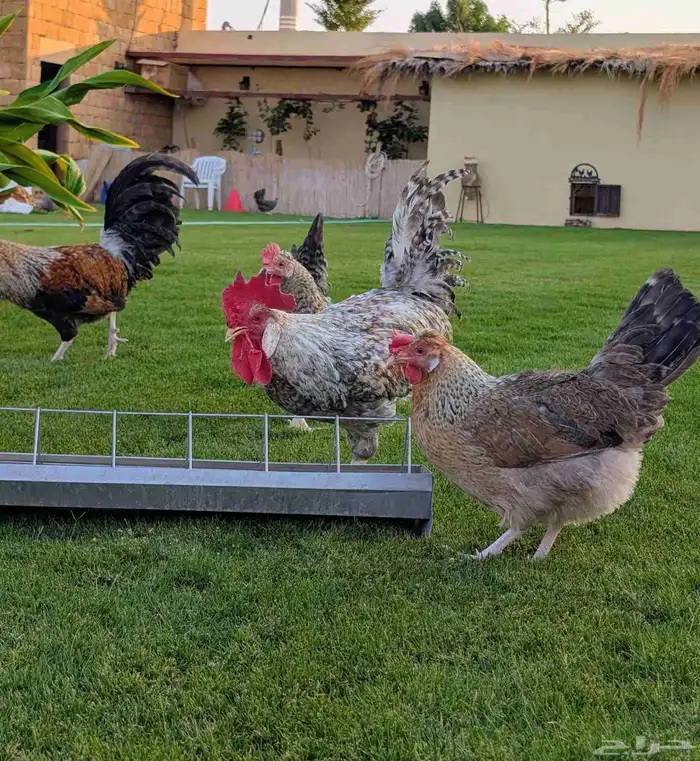 صوص دجاج كريم ليجبار (لقبار) ذو البيض الأزرق نوادر خوارج 1