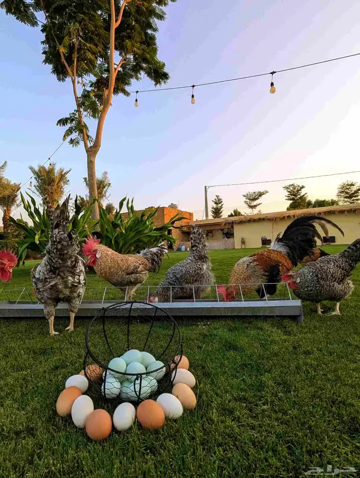 صوص دجاج كريم ليجبار (لقبار) ذو البيض الأزرق نوادر خوارج 0