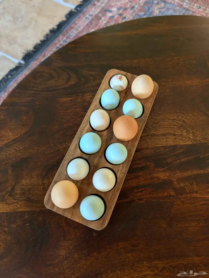 صوص دجاج كريم ليجبار (لقبار) ذو البيض الأزرق نوادر خوارج 4