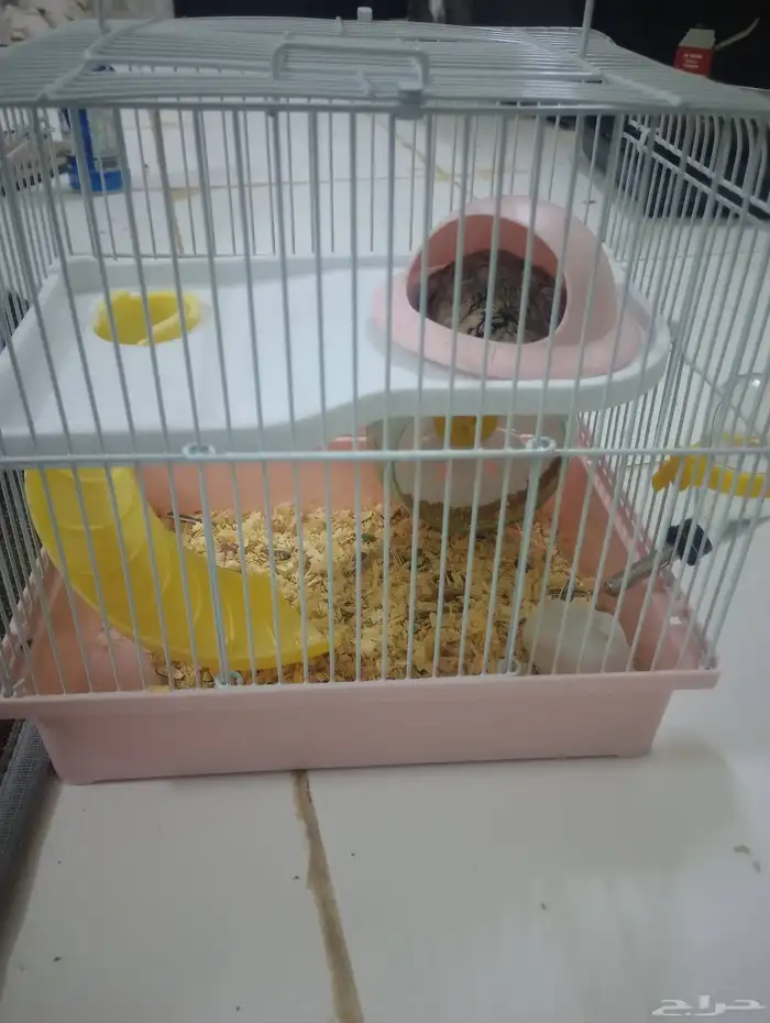 متوفر هامستر مع القفص و عصفور معا القفص للبيع 4