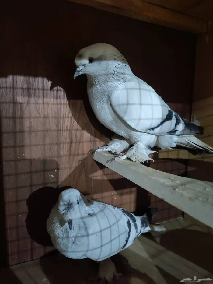 حمام تركي حمام هزازي 5