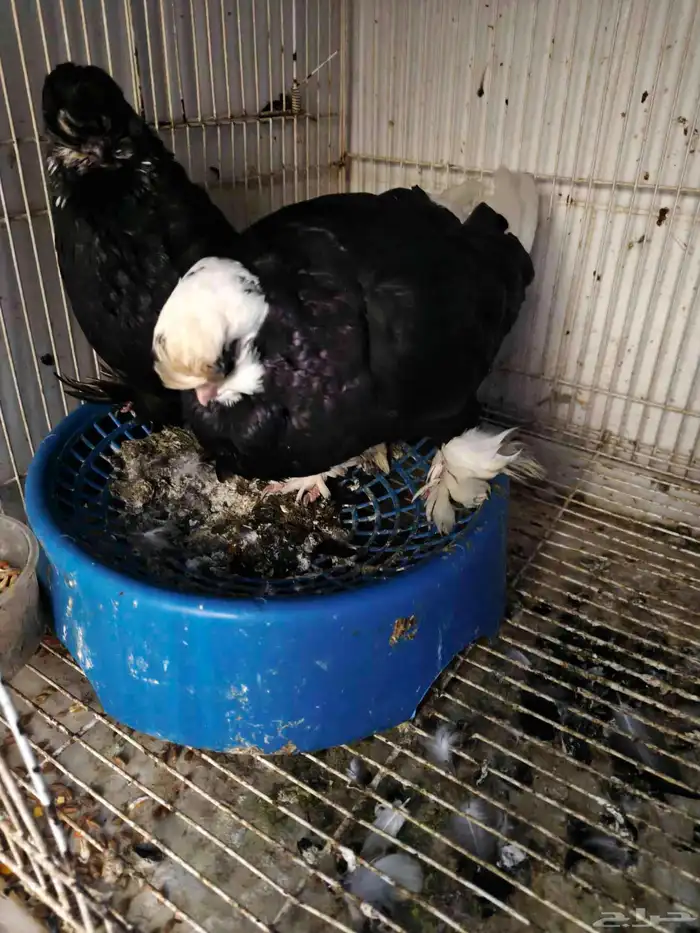 حمام للبيع 26