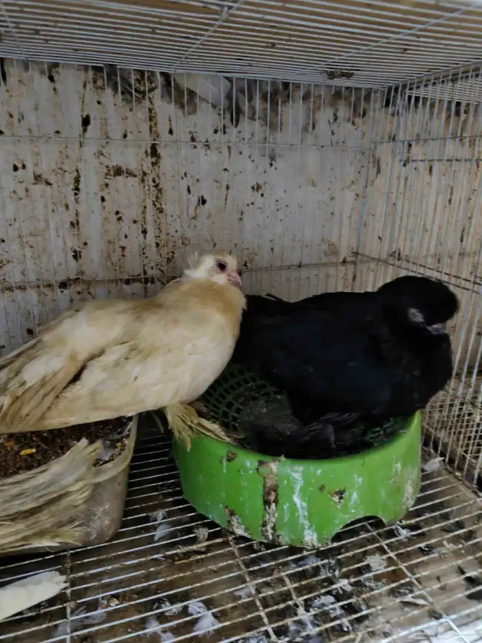 حمام للبيع 8