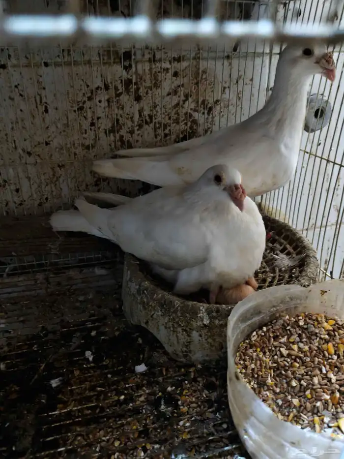 حمام للبيع 31