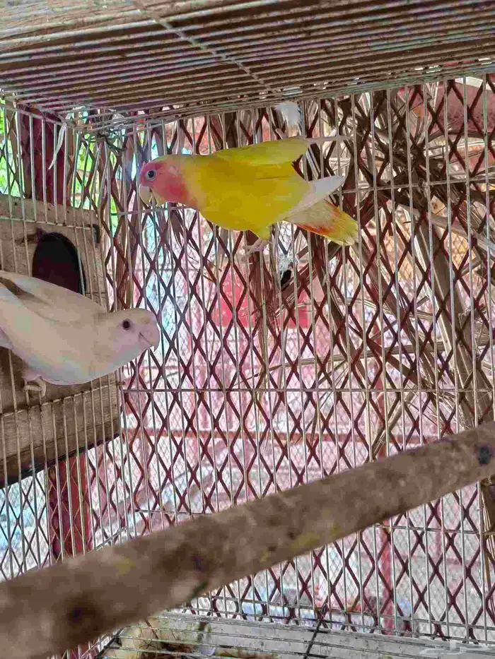 عرض على زوج روز تركيب جديد 2