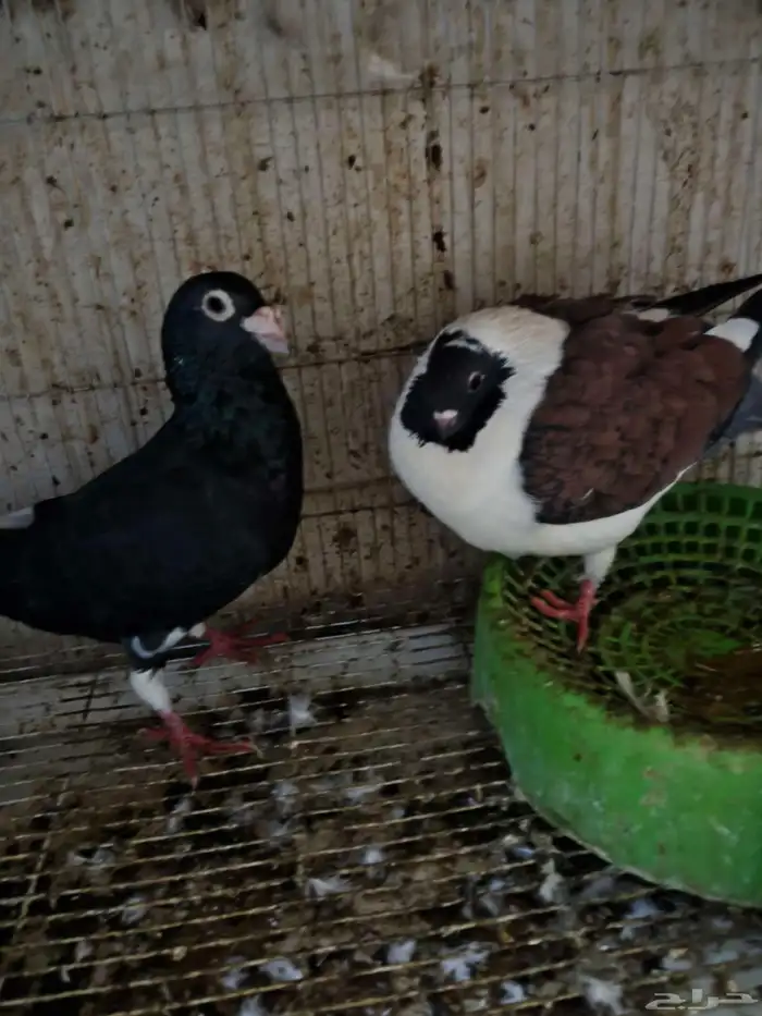 حمام للبيع 4