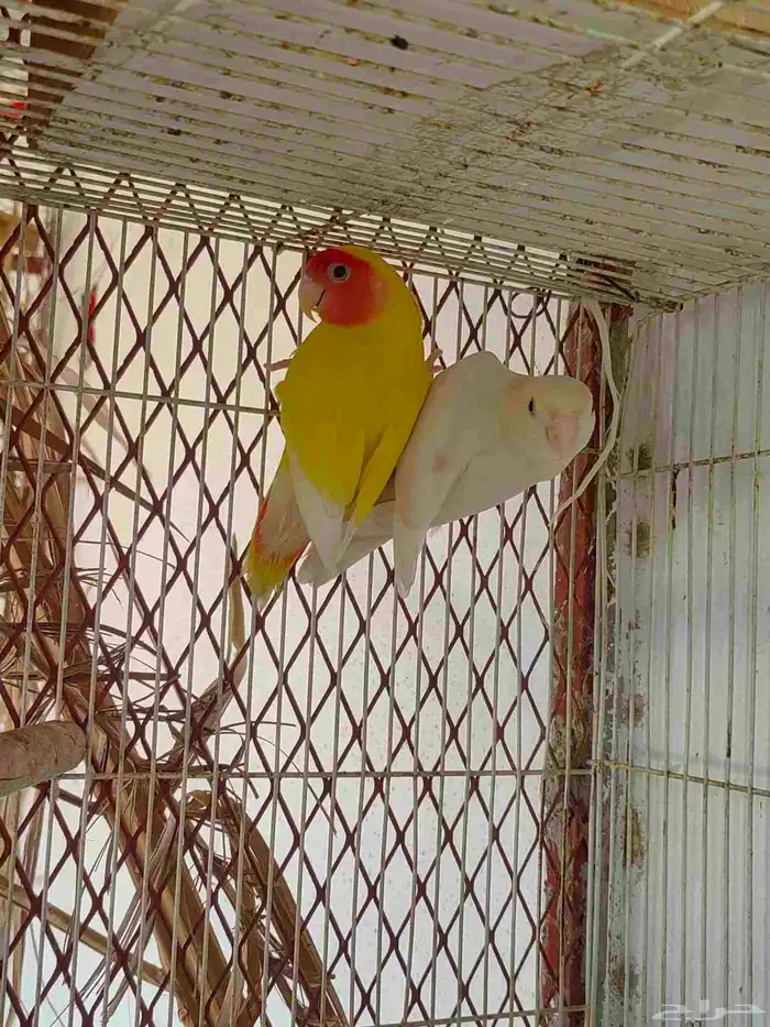 عرض على زوج روز تركيب جديد 1