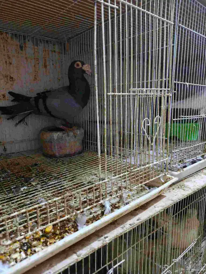 حمام للبيع 36