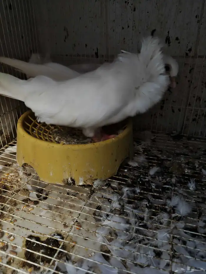 حمام للبيع 22