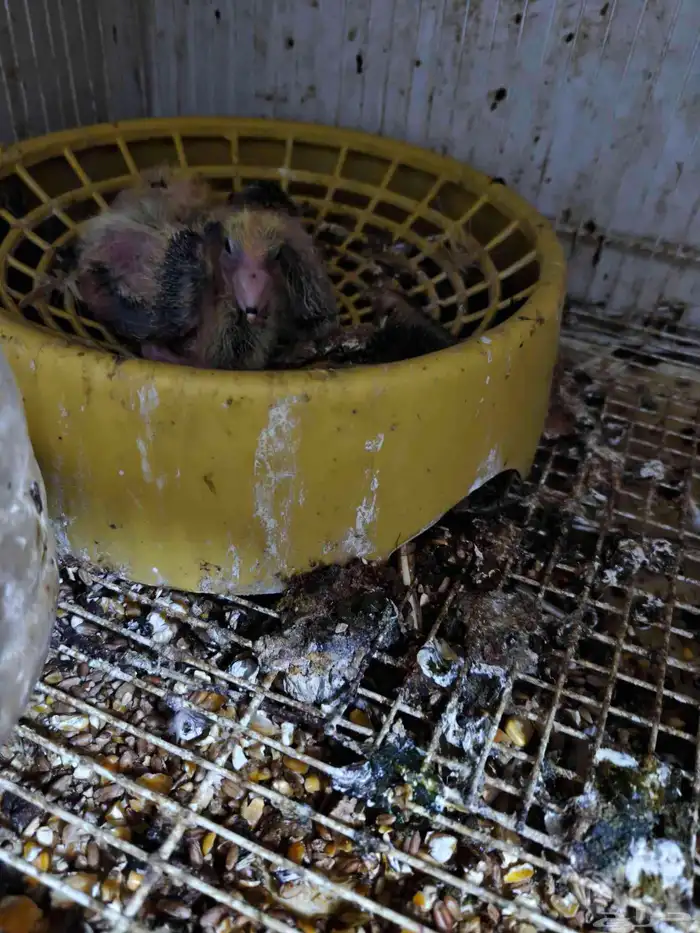 حمام للبيع 9