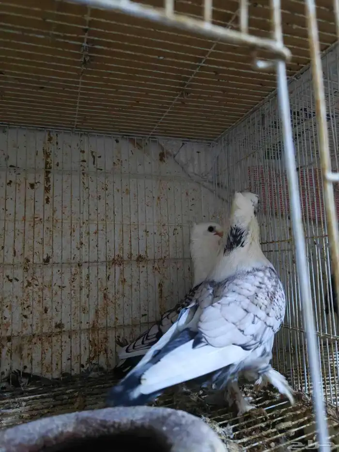 حمام للبيع 13