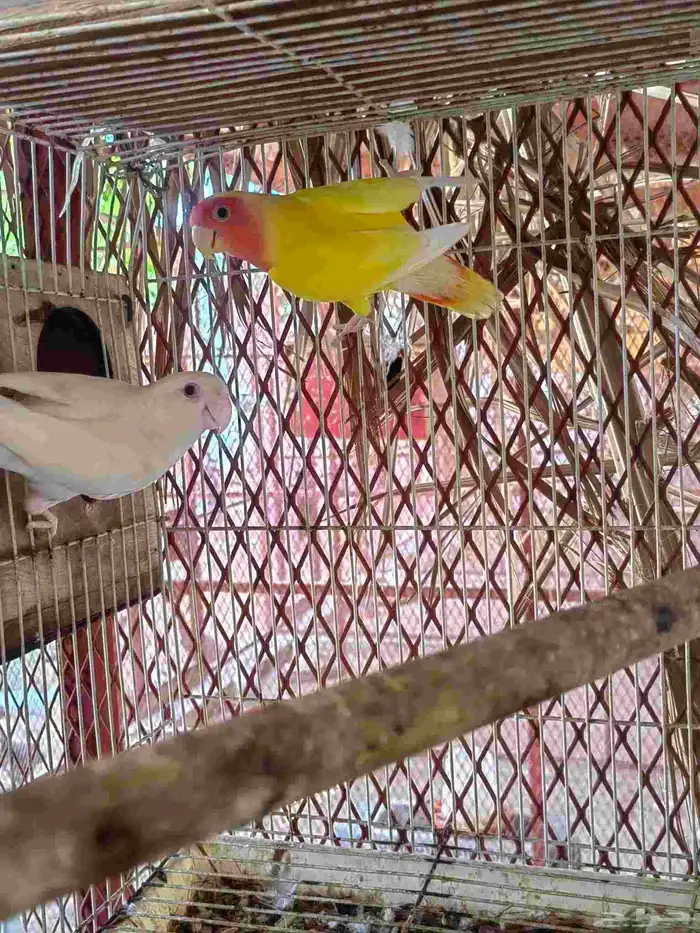 عرض على زوج روز تركيب جديد 4