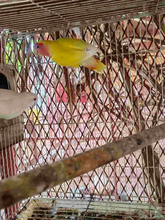 عرض على زوج روز تركيب جديد 7