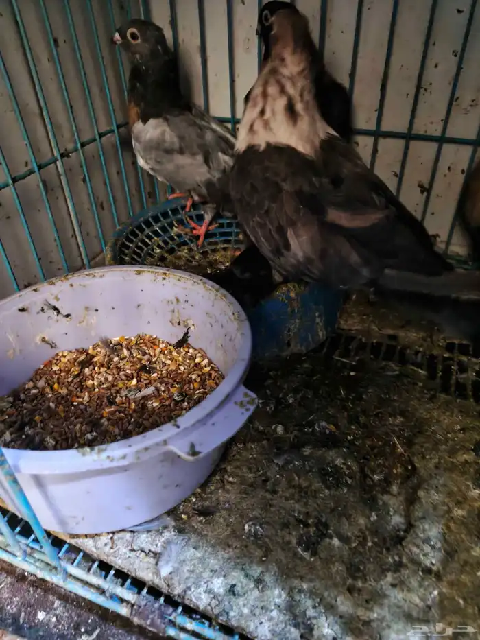 حمام للبيع 24