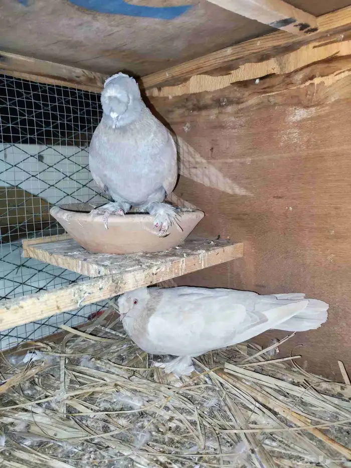 حمام تركي حمام هزازي 3