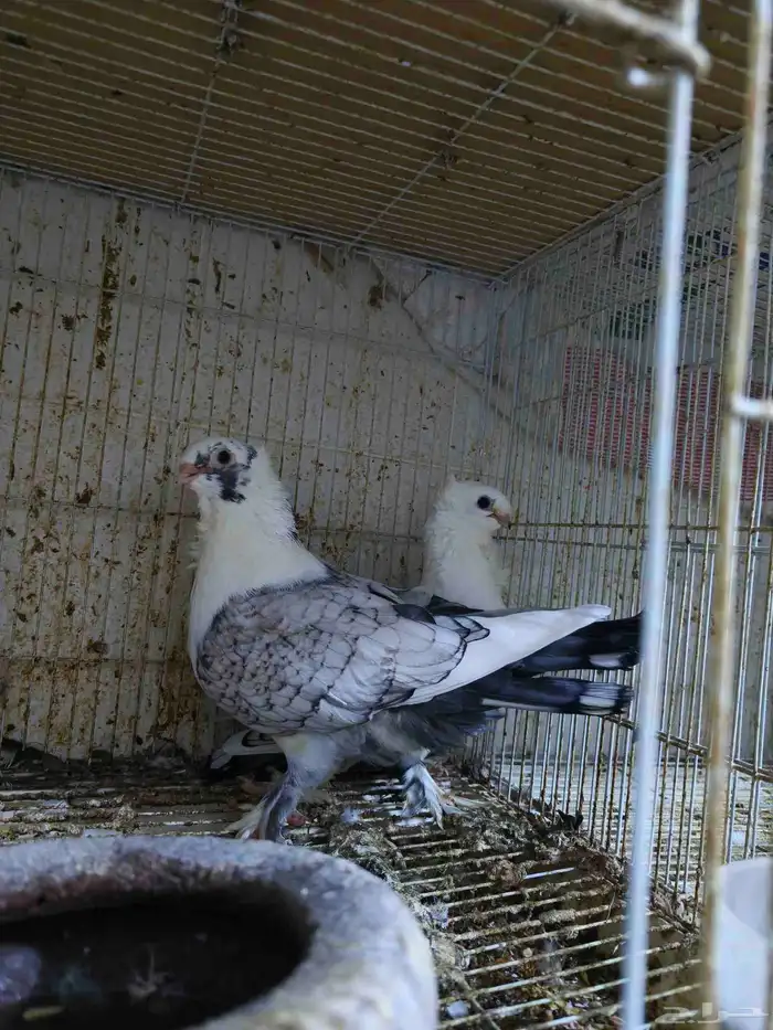 حمام للبيع 10