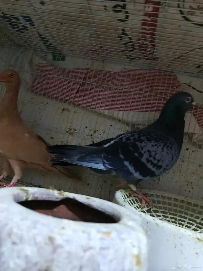 حمام للبيع 14