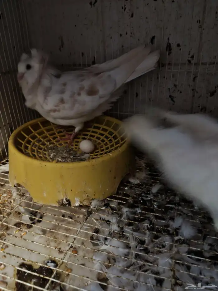 حمام للبيع 23