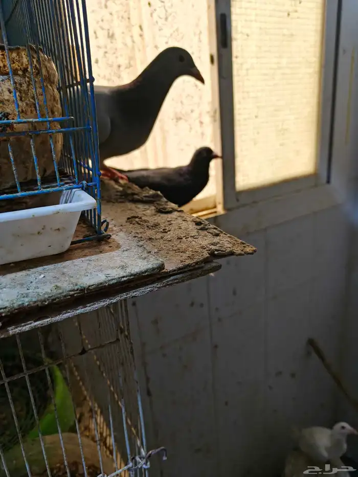 حمام للبيع 32