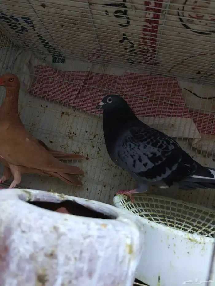 حمام للبيع 16