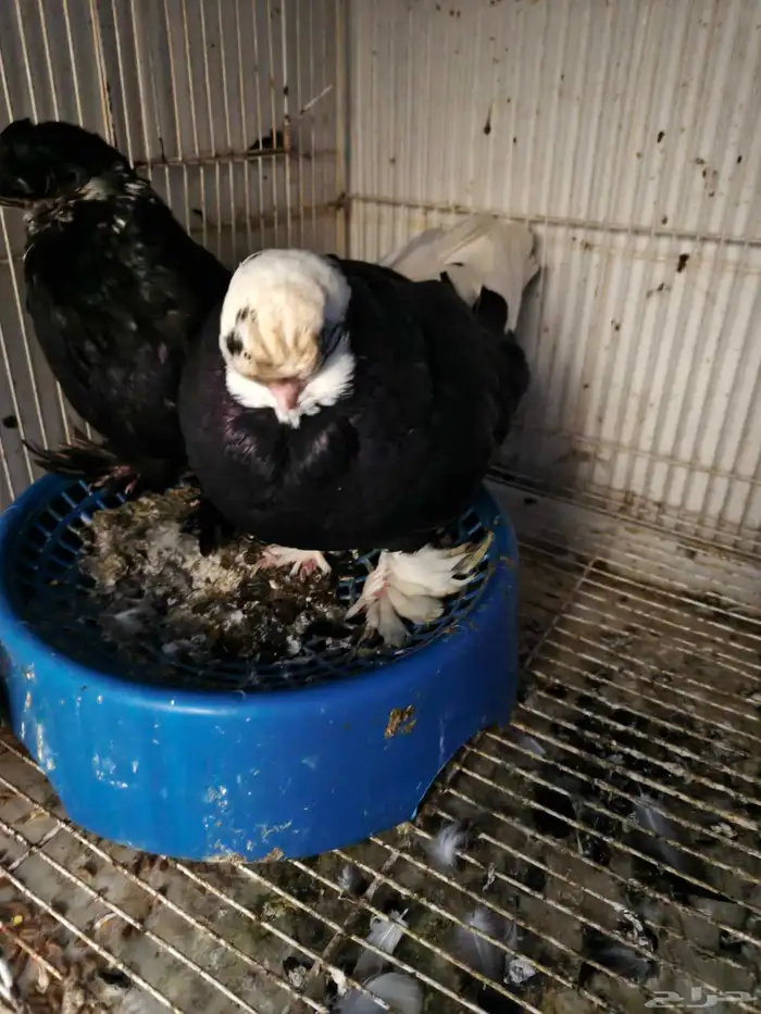 حمام للبيع 25