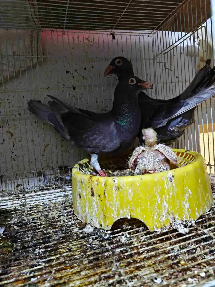 حمام للبيع 38