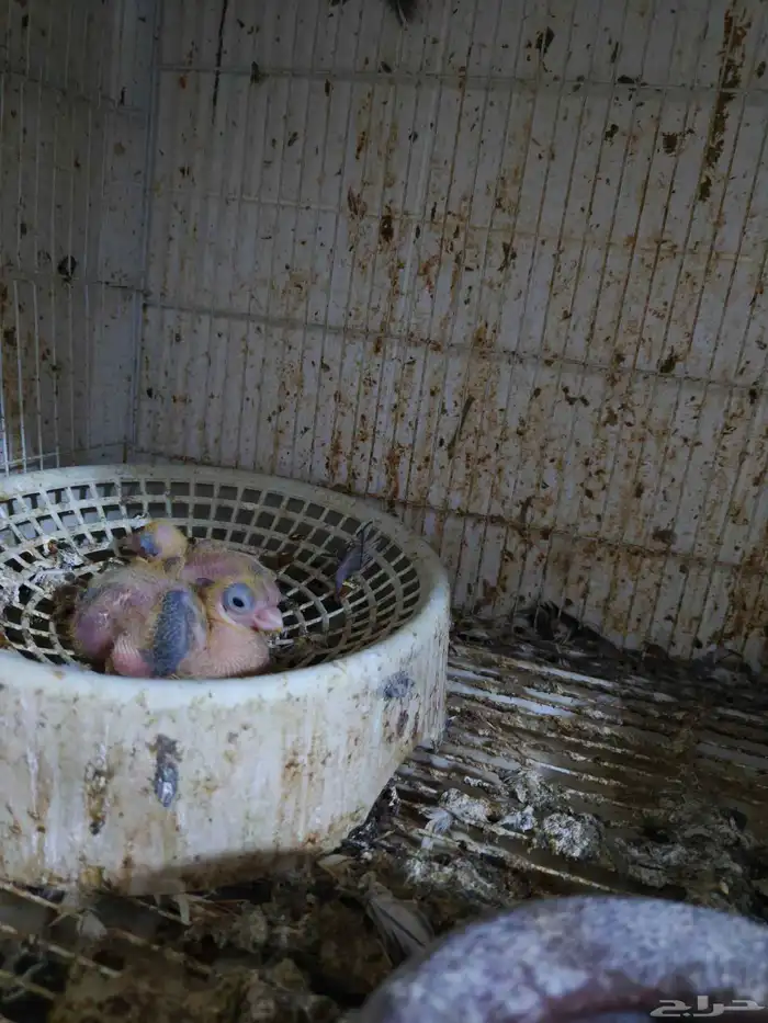 حمام للبيع 12