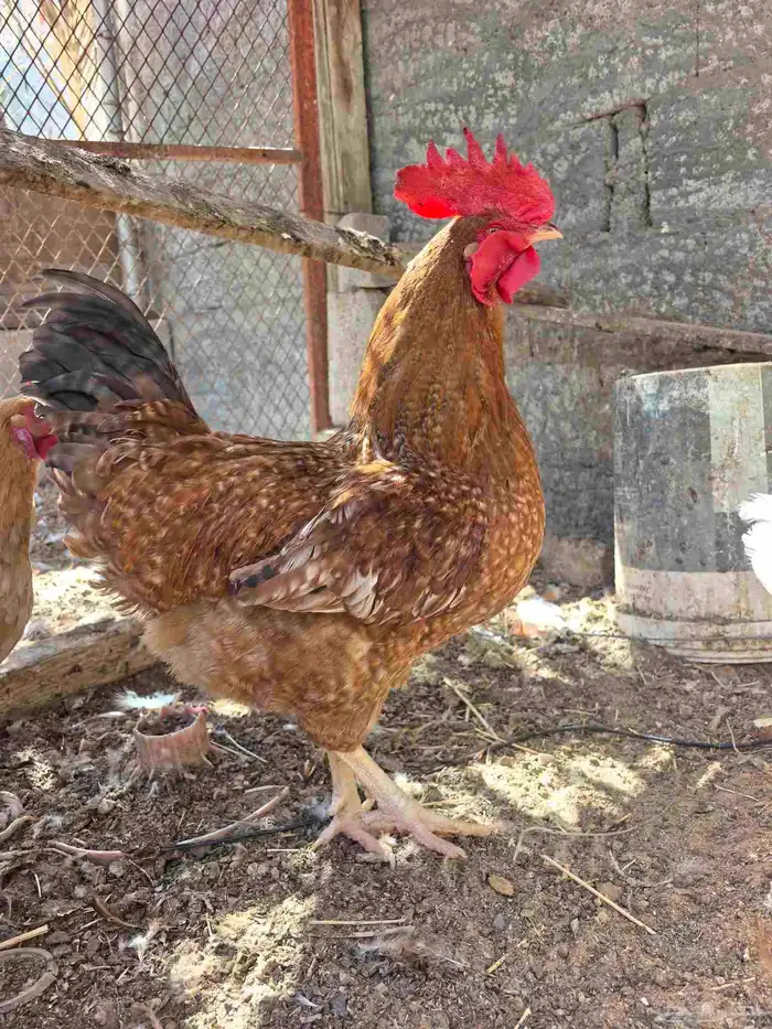 ديك للبيع عمر 9شهور حجم تم بيع 2