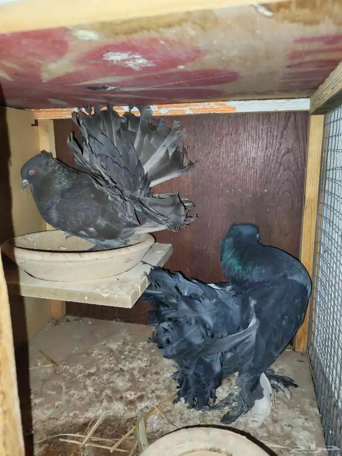 حمام تركي حمام هزازي 1