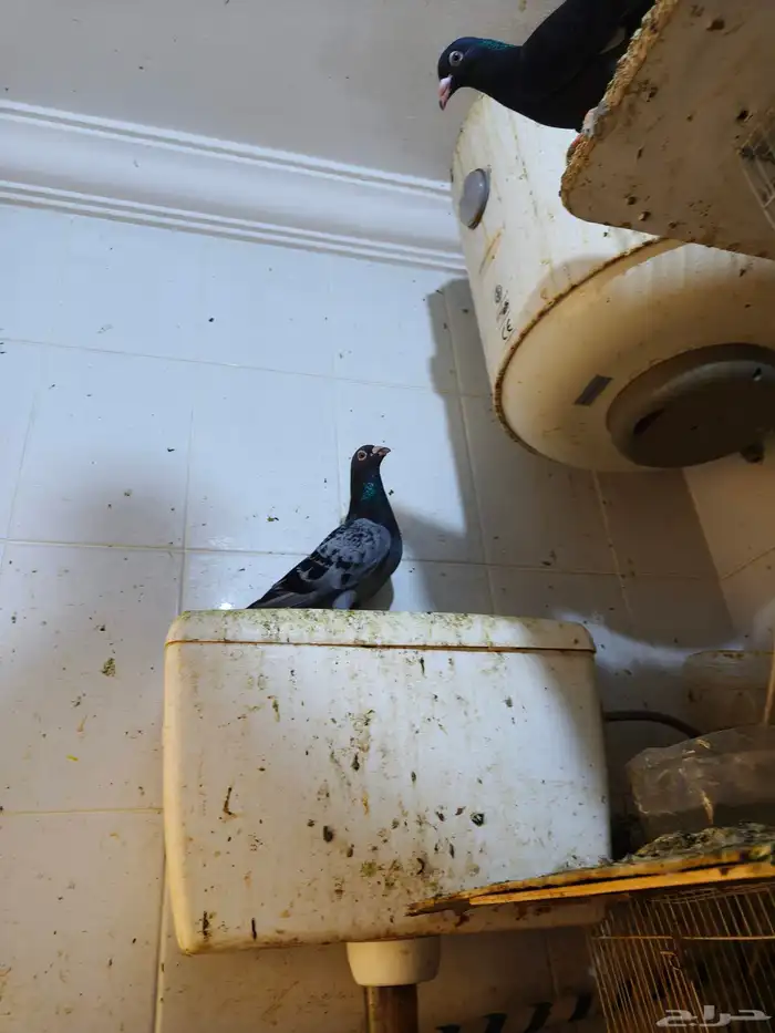 حمام للبيع 21