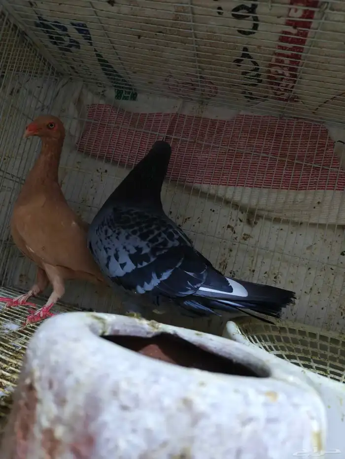 حمام للبيع 15