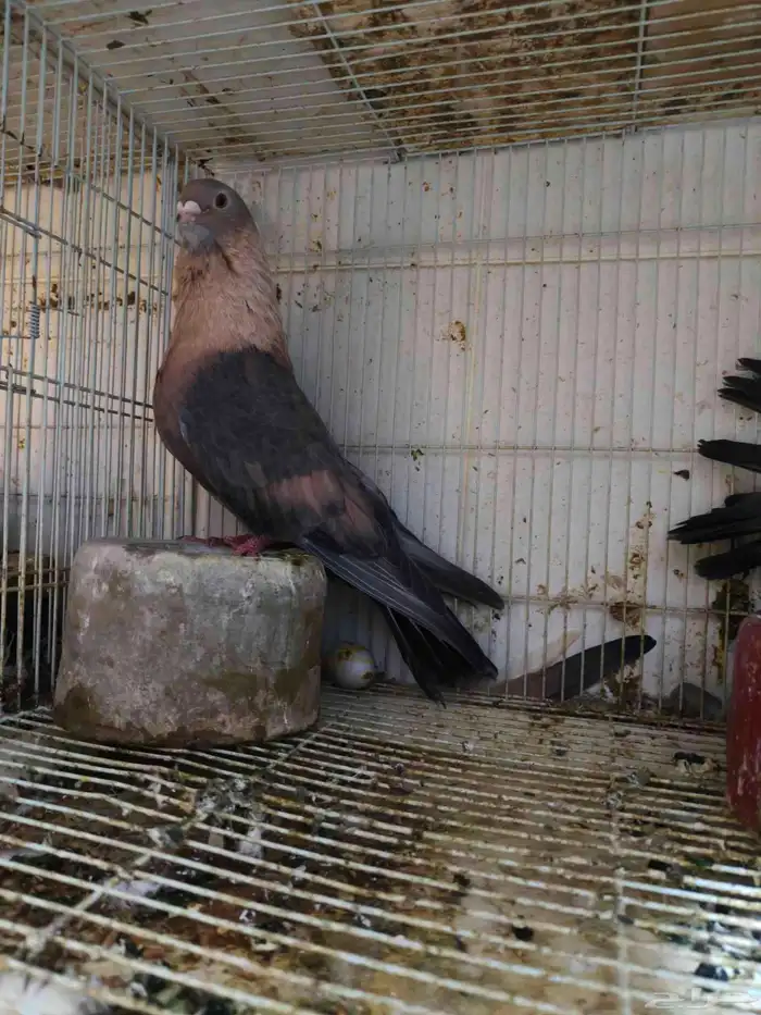 حمام للبيع 30