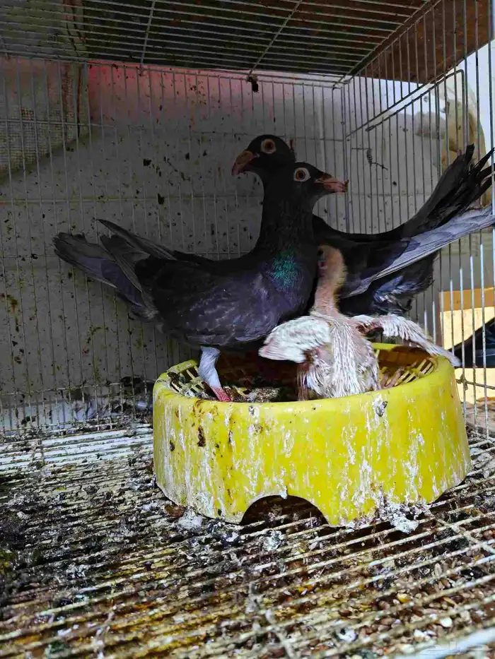 حمام للبيع 33