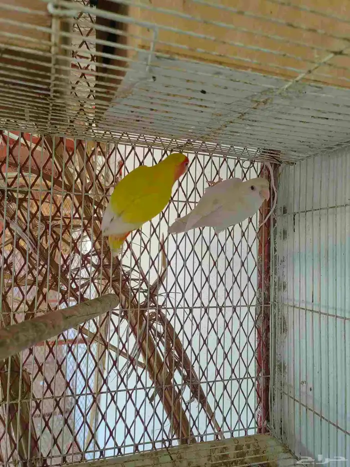 عرض على زوج روز تركيب جديد 5