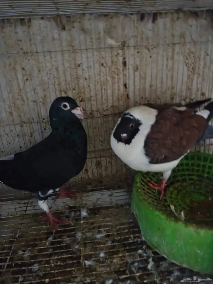 حمام للبيع 5