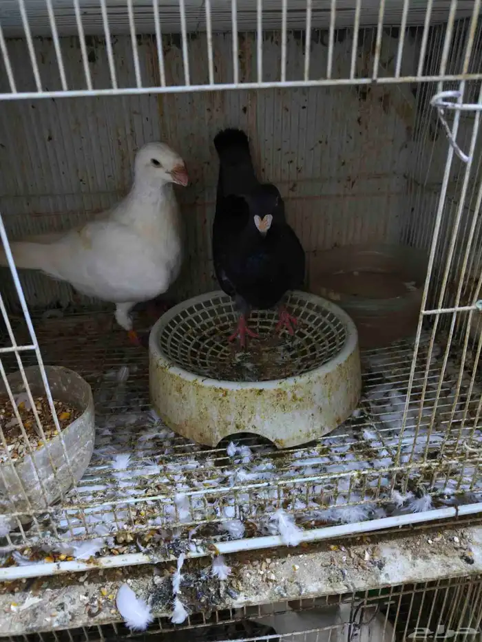 حمام للبيع 35