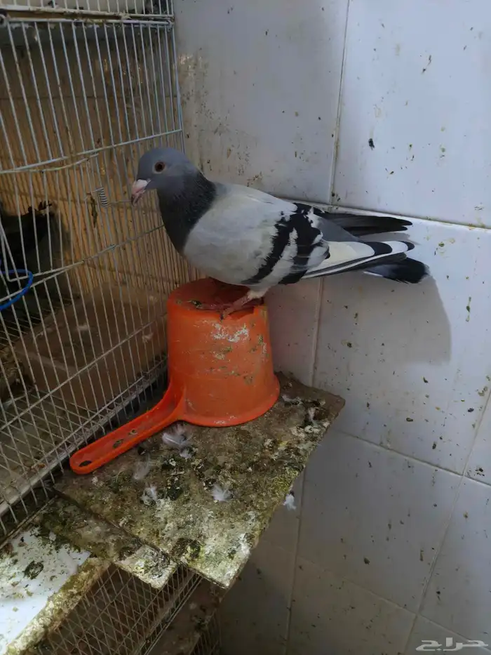 حمام للبيع 3