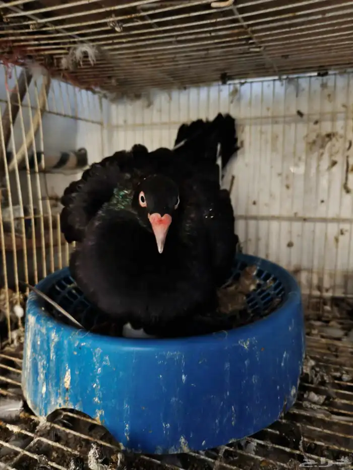 حمام للبيع 20